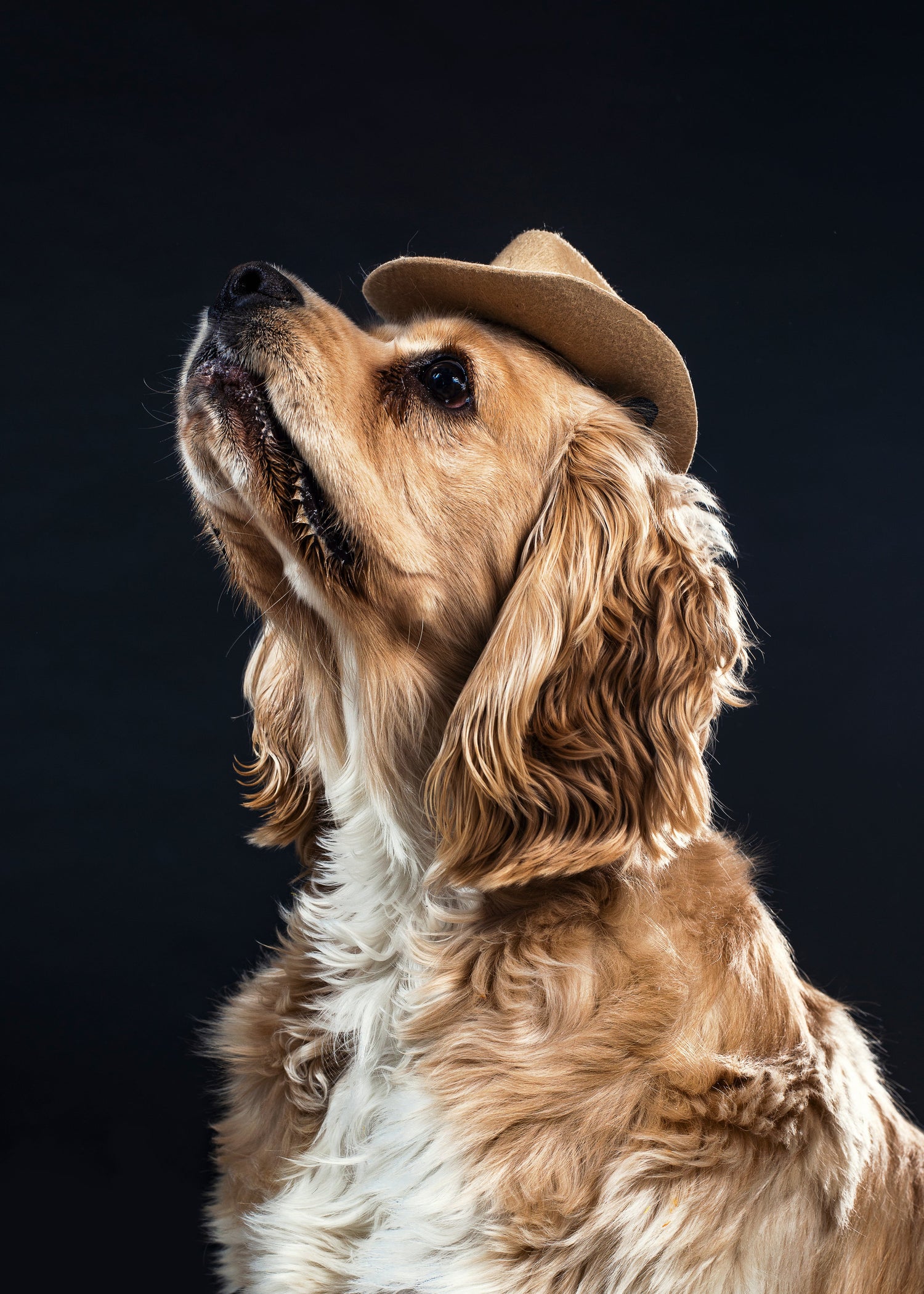 Dog collections
